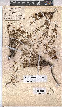 Hermannia coccocarpa image