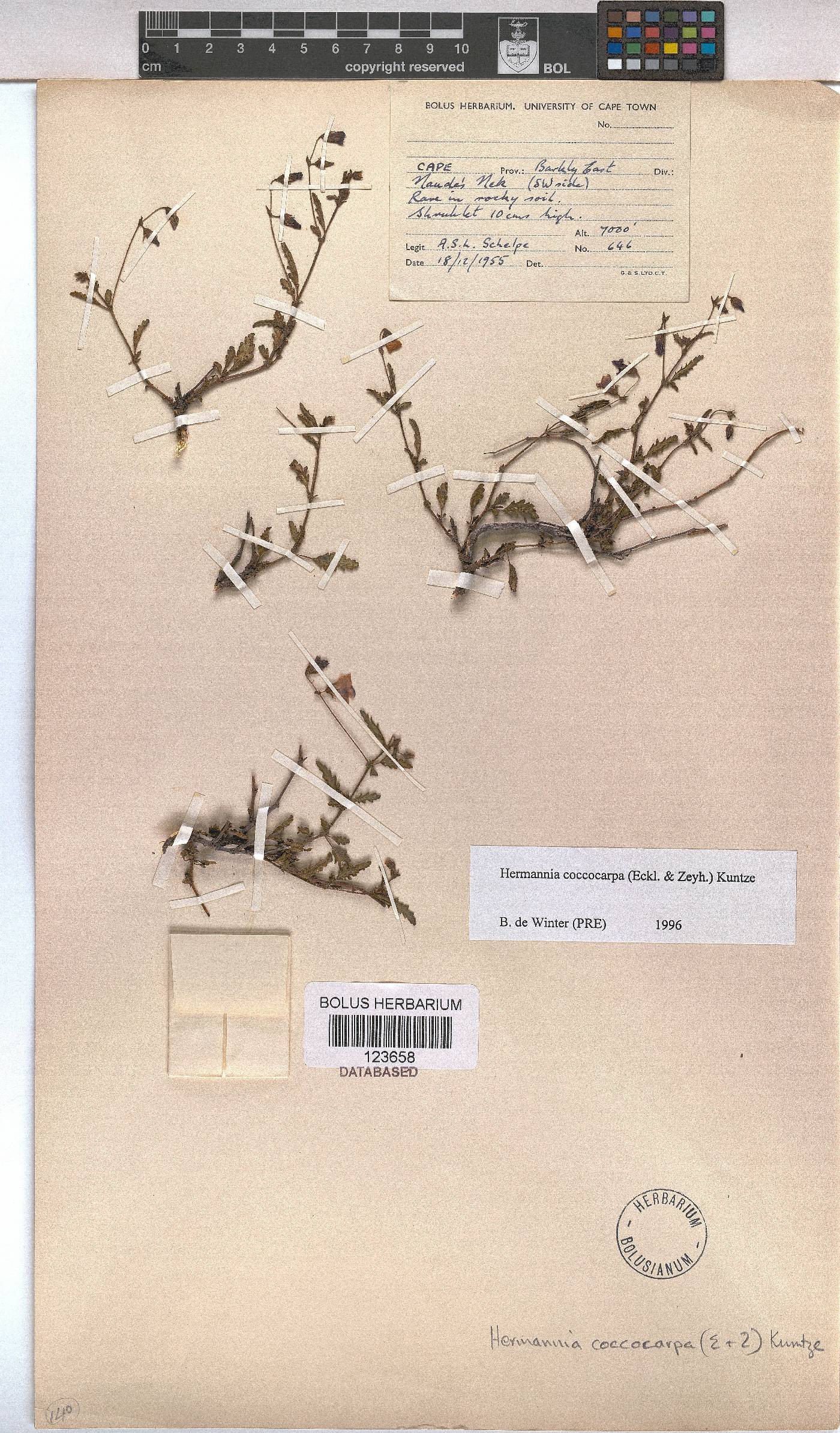 Hermannia coccocarpa image