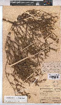 Hermannia coccocarpa image