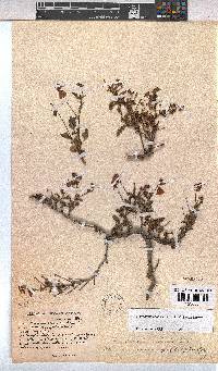 Hermannia coccocarpa image