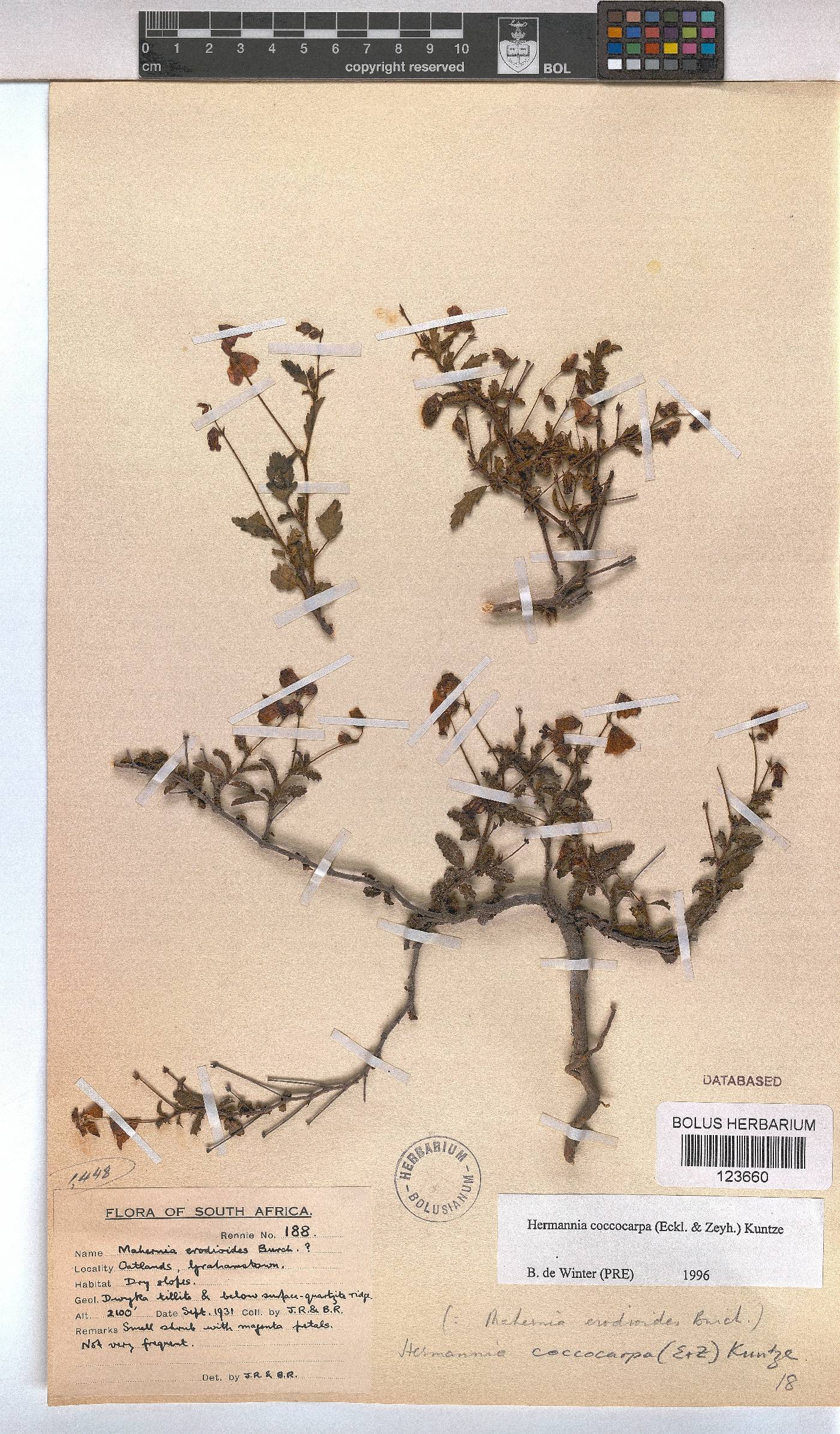 Hermannia coccocarpa image