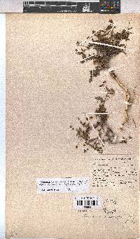 Hermannia coccocarpa image