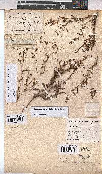Hermannia coccocarpa image