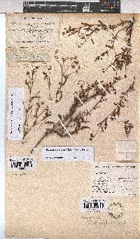 Hermannia coccocarpa image
