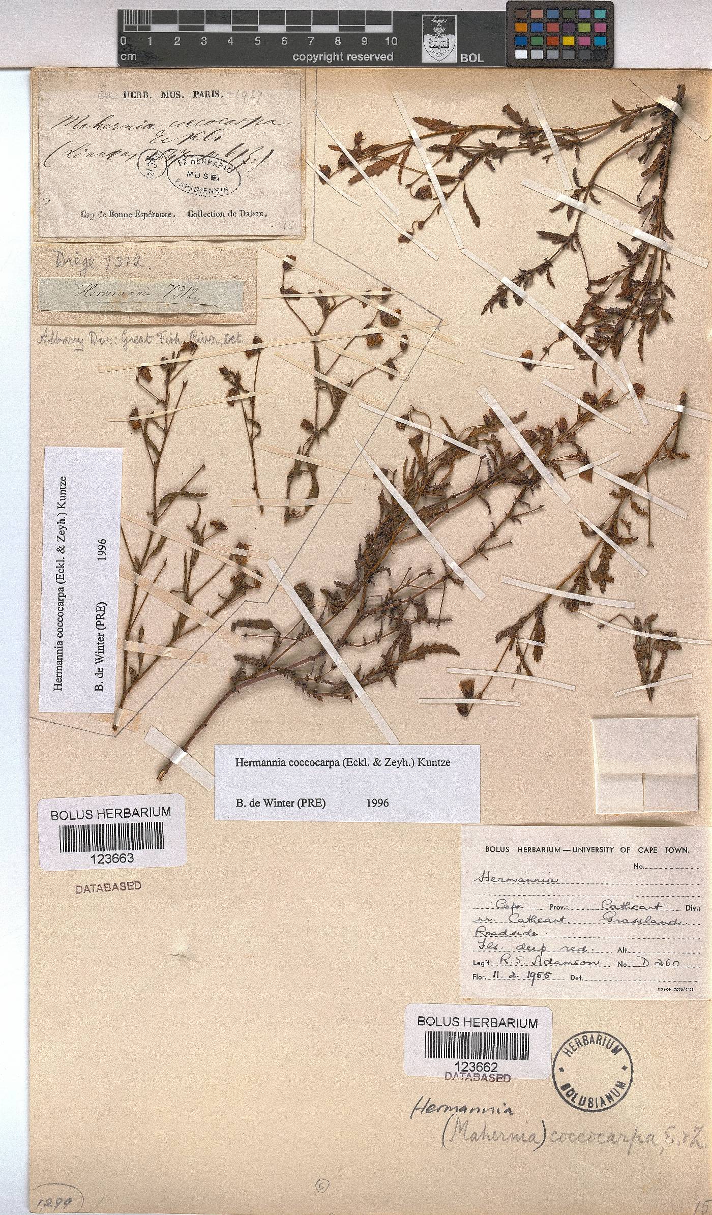 Hermannia coccocarpa image