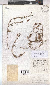 Hermannia diffusa image