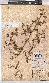 Hermannia diffusa image