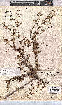 Hermannia diffusa image