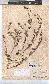 Hermannia diffusa image