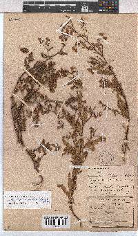 Hermannia diffusa image