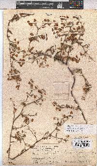 Hermannia diffusa image