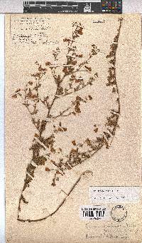 Hermannia diffusa image