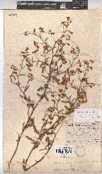 Hermannia diffusa image