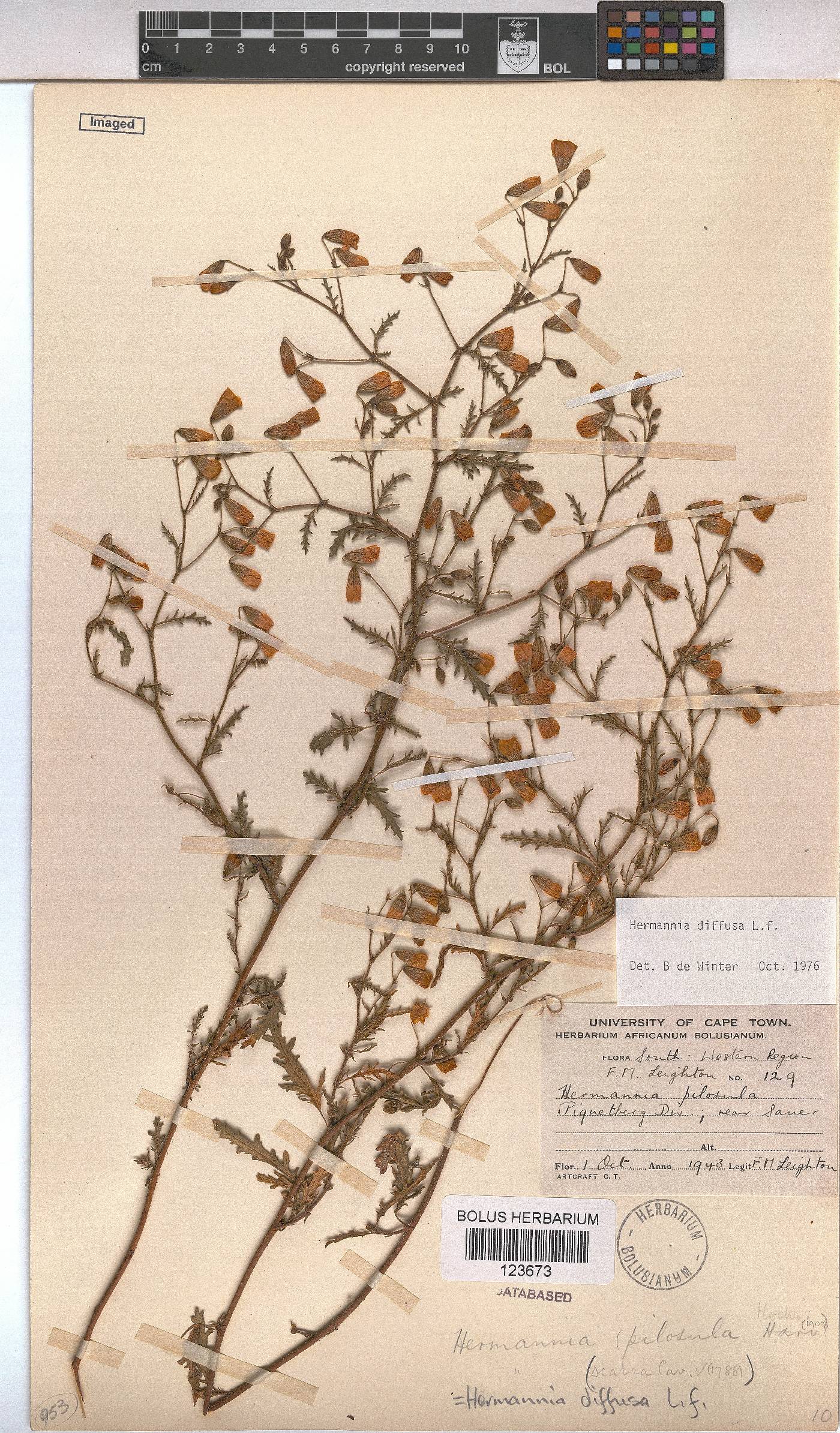 Hermannia diffusa image