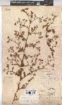 Hermannia diffusa image