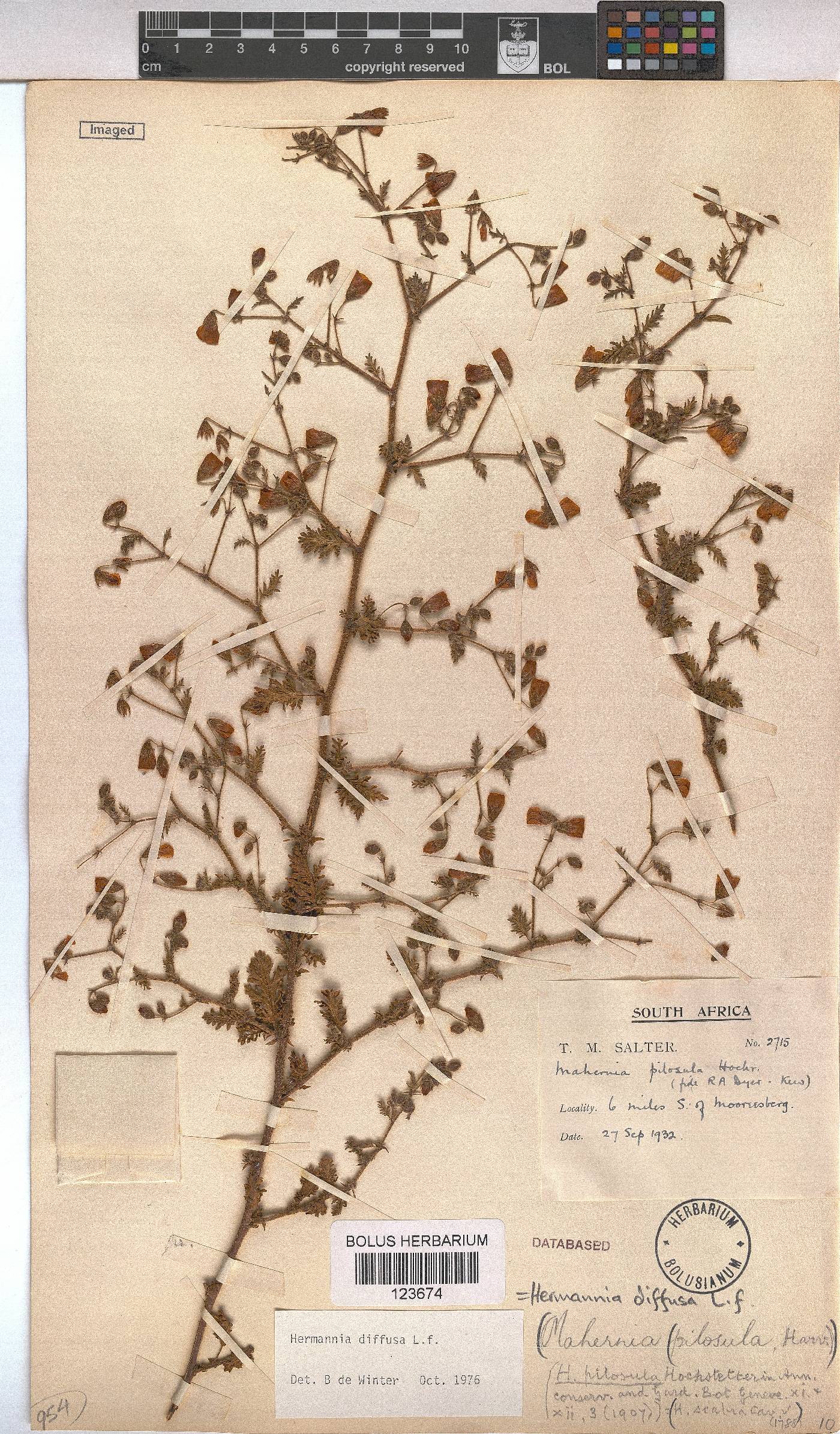 Hermannia diffusa image