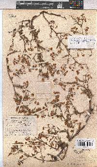 Hermannia diffusa image