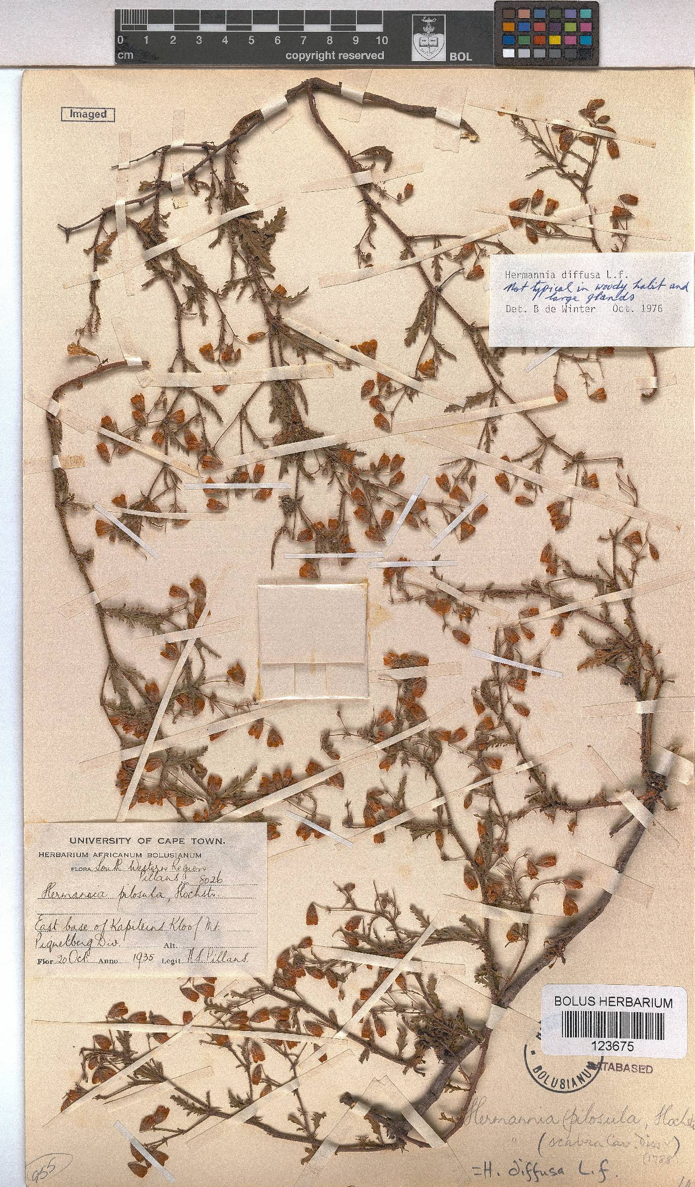 Hermannia diffusa image