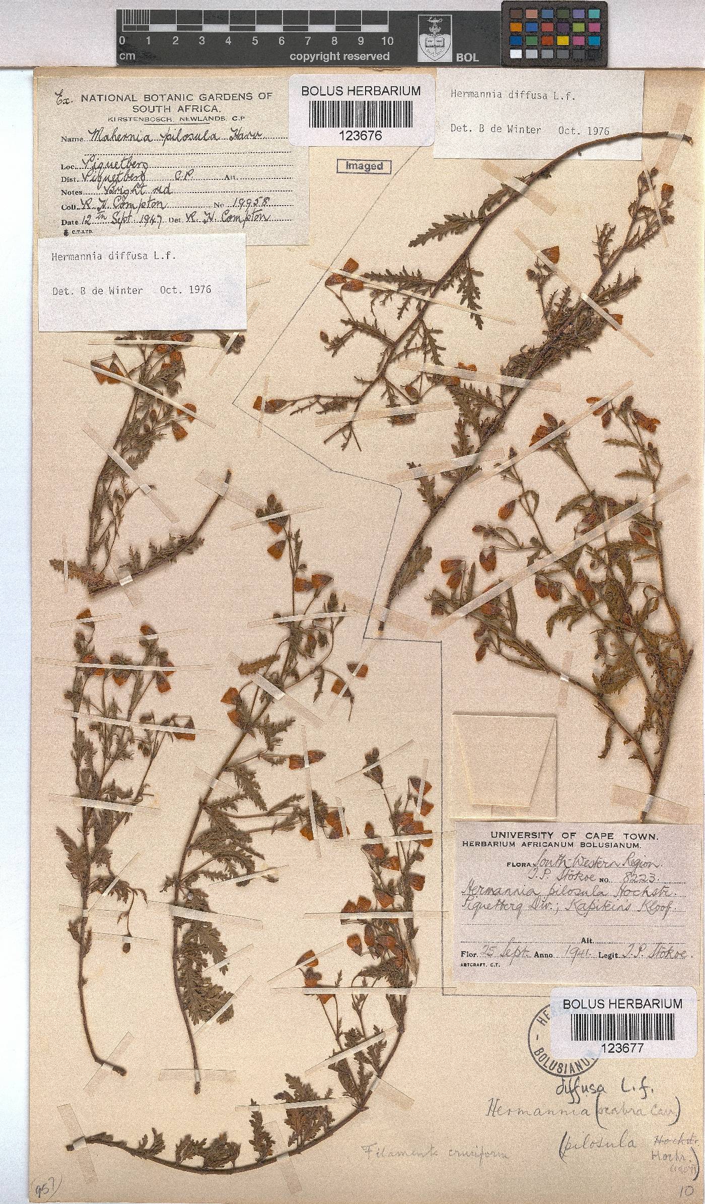 Hermannia diffusa image