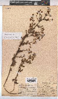 Hermannia diffusa image