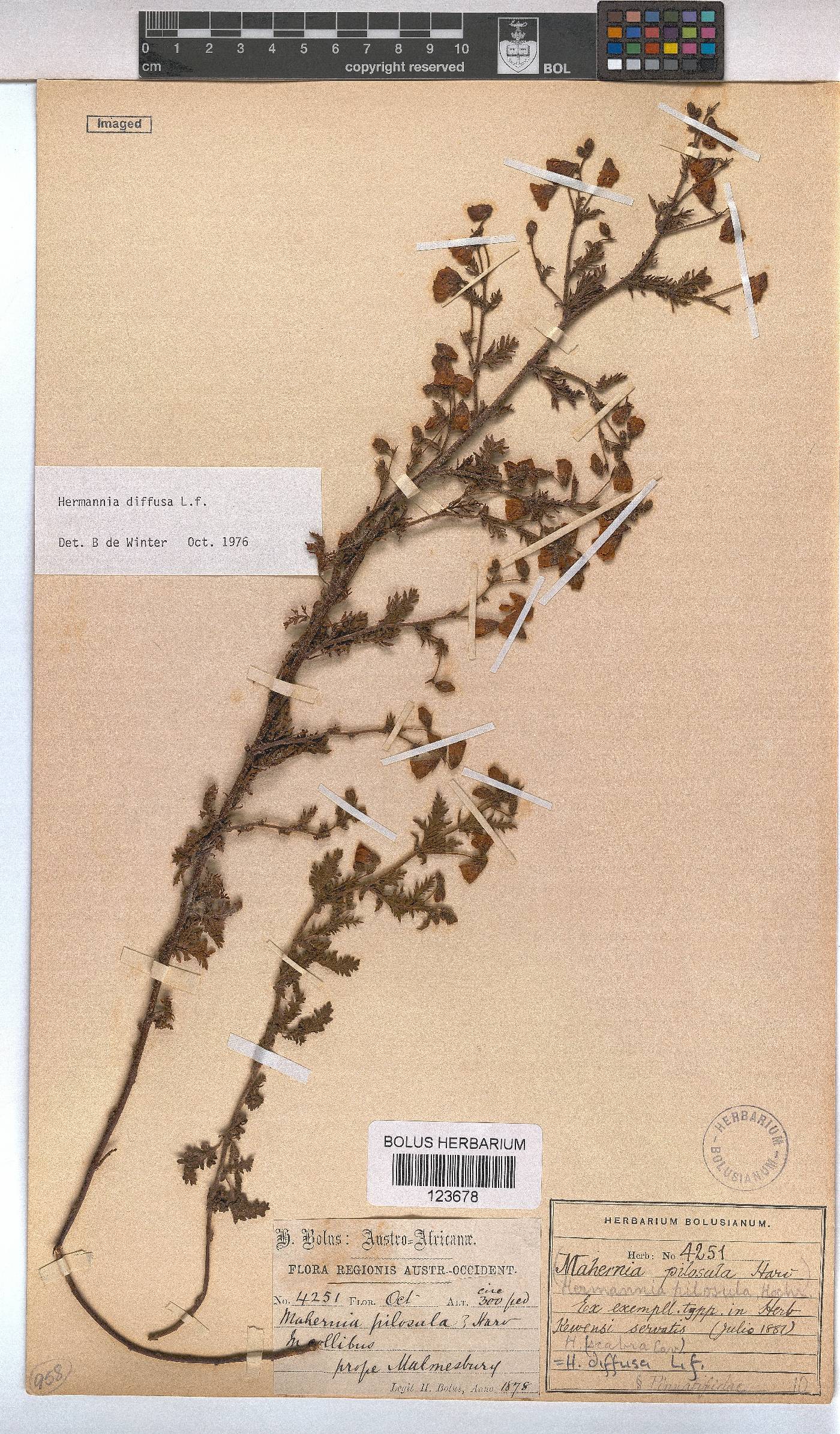 Hermannia diffusa image