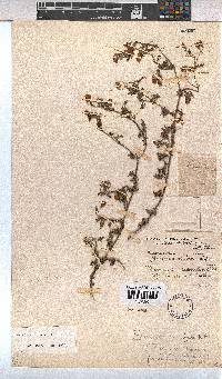 Hermannia diffusa image
