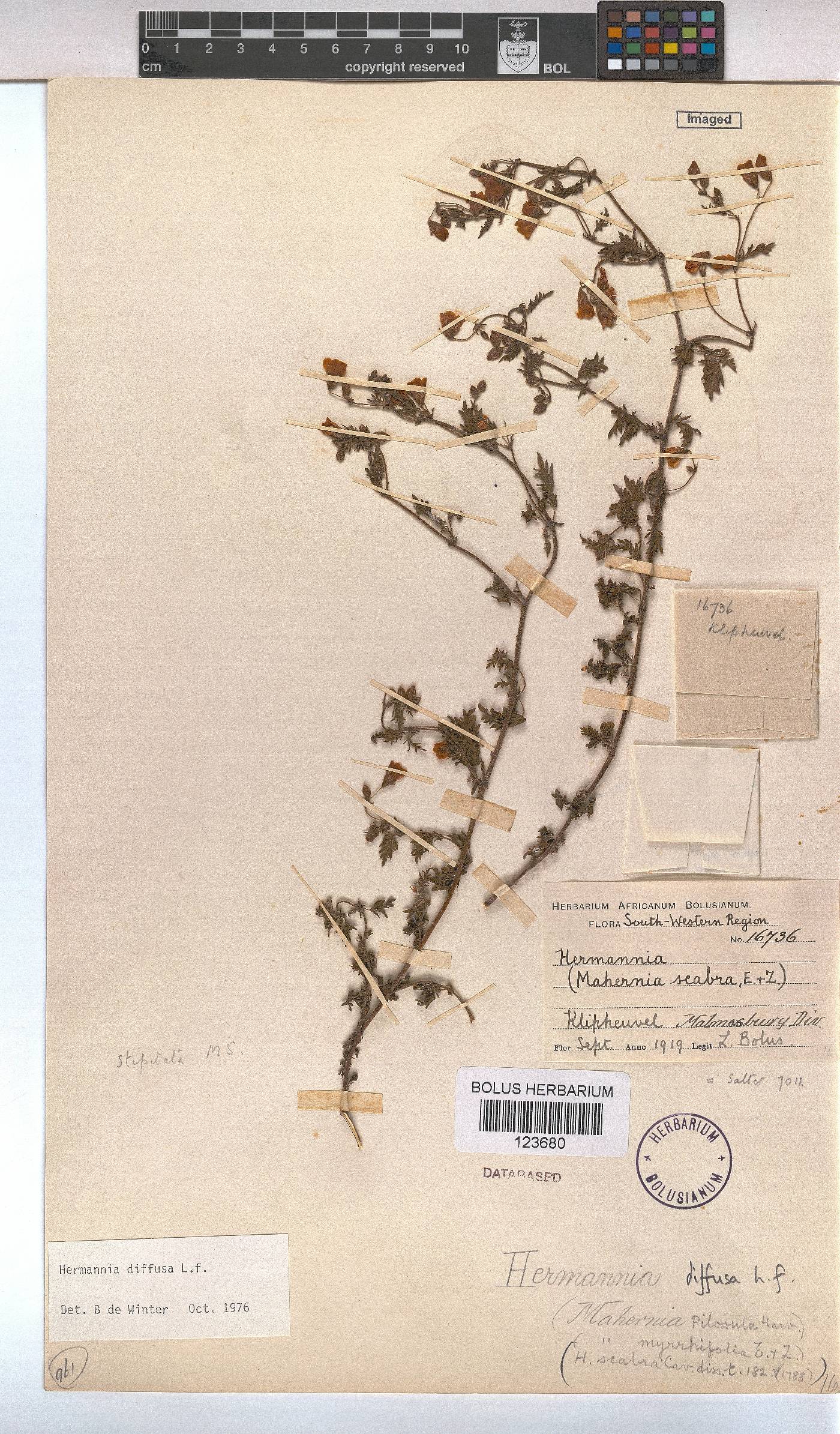 Hermannia diffusa image