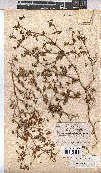 Hermannia diffusa image