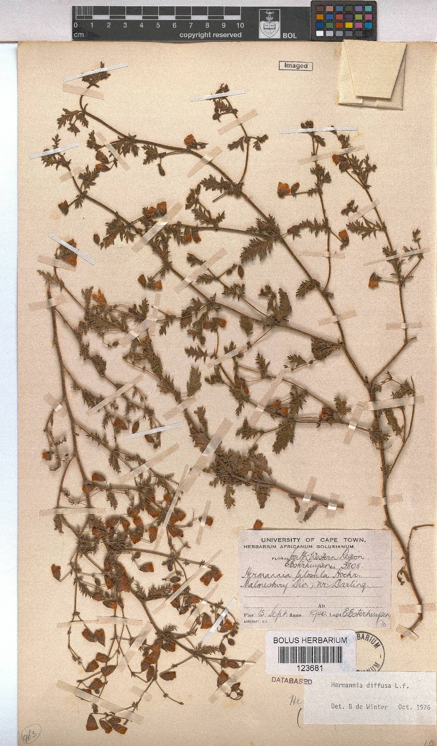 Hermannia diffusa image