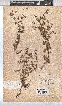 Hermannia diffusa image