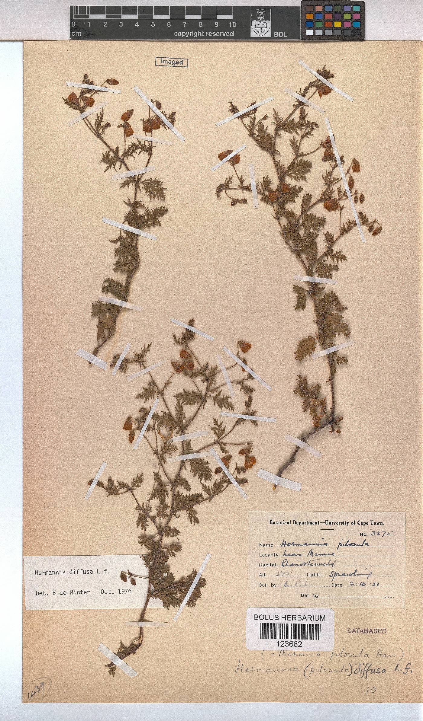 Hermannia diffusa image