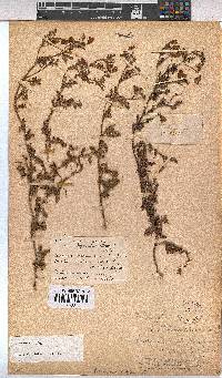 Hermannia diffusa image