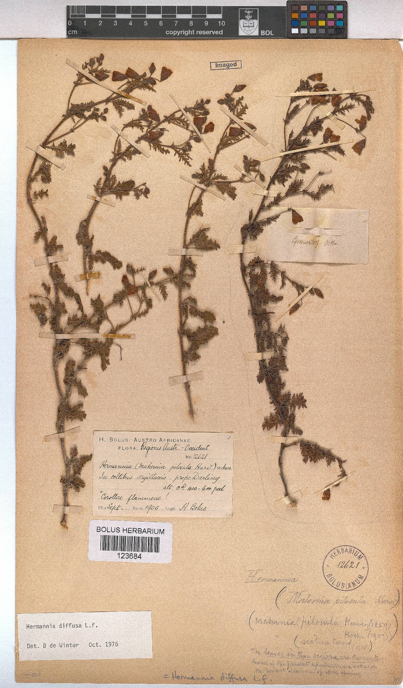 Hermannia diffusa image