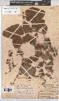 Hermannia geniculata image