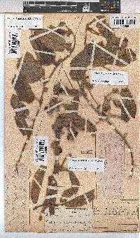 Hermannia geniculata image