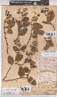 Hermannia geniculata image