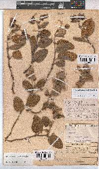 Hermannia geniculata image