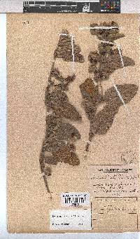 Hermannia geniculata image