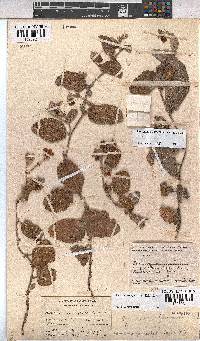 Hermannia geniculata image