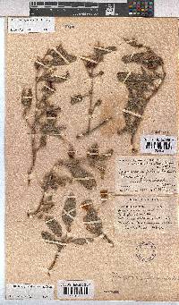 Hermannia geniculata image