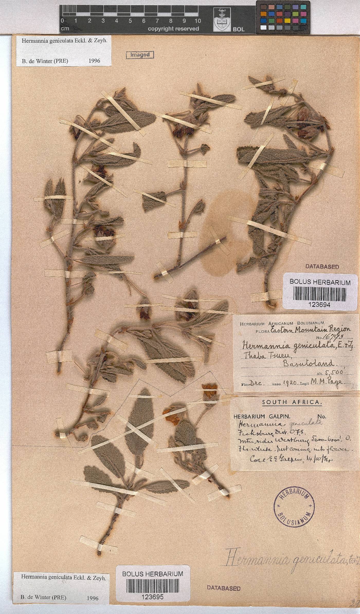 Hermannia geniculata image