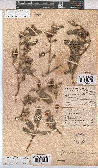 Hermannia geniculata image