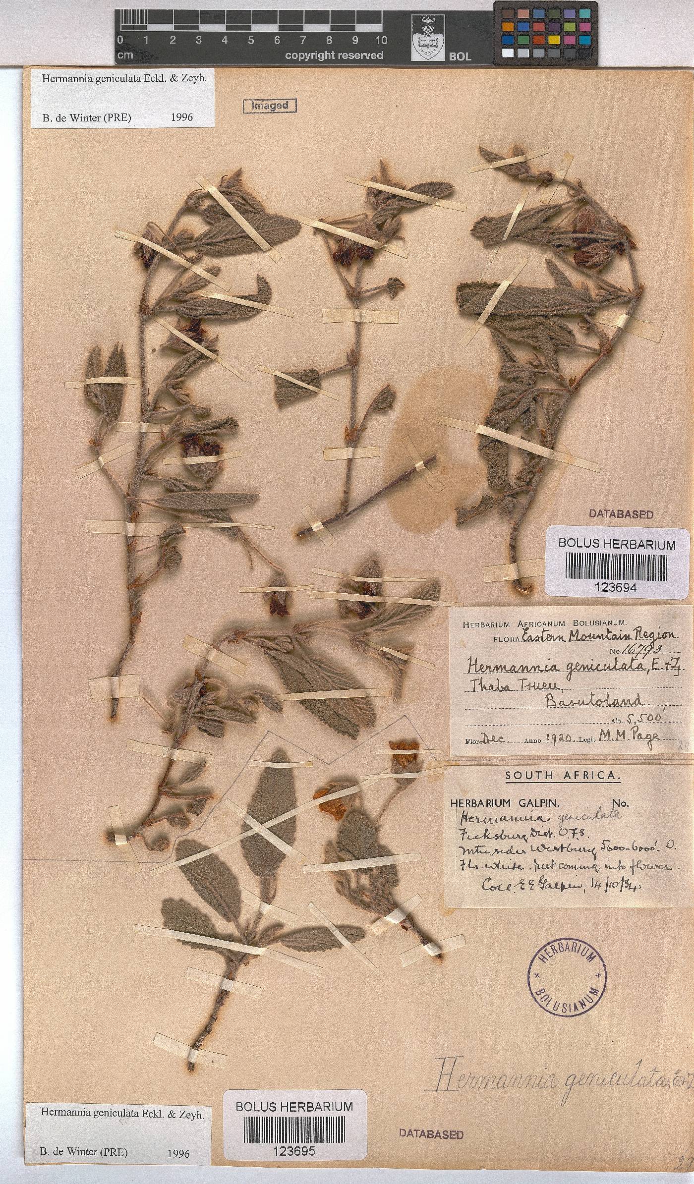 Hermannia geniculata image