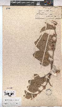 Hermannia geniculata image