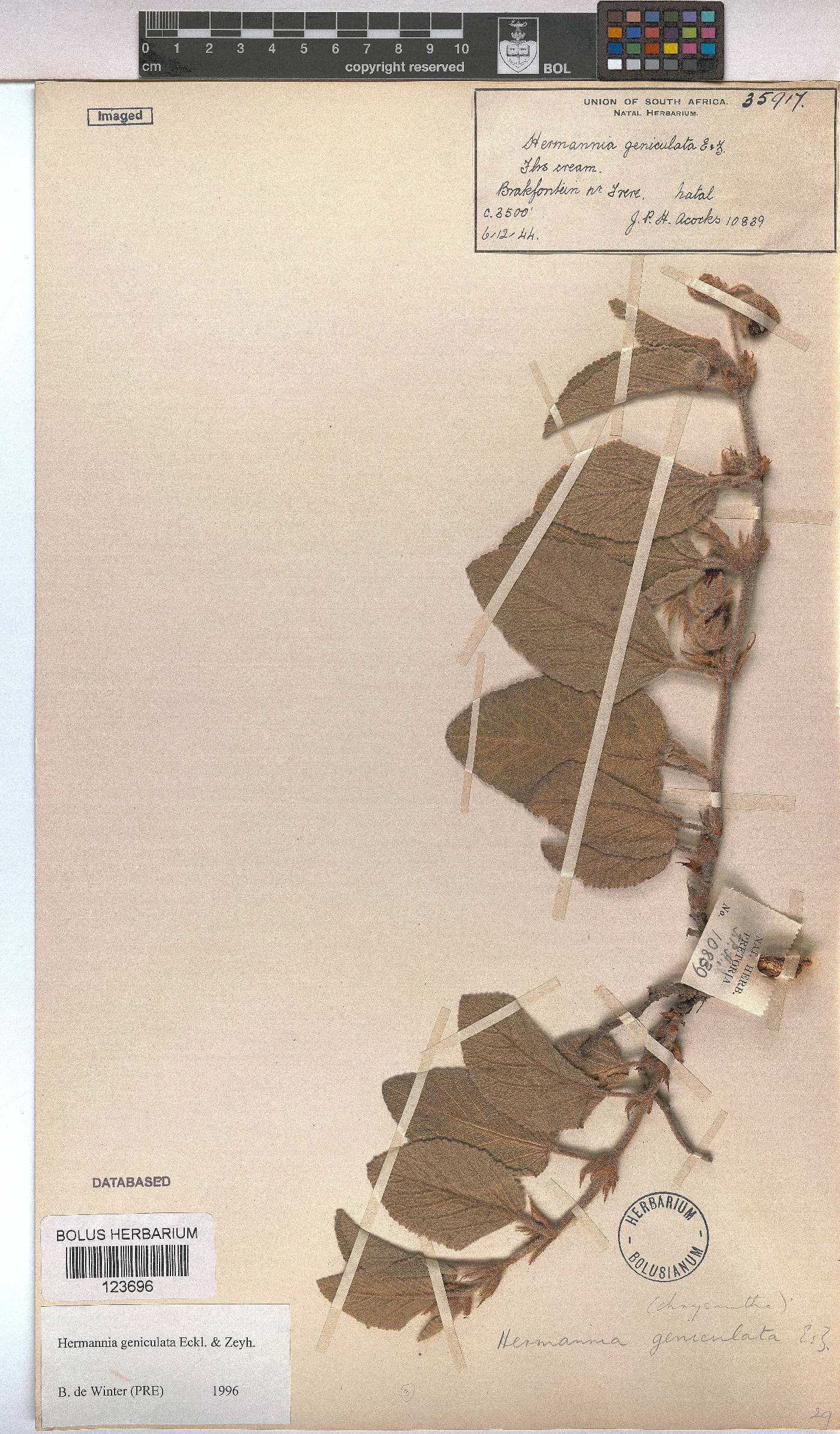 Hermannia geniculata image