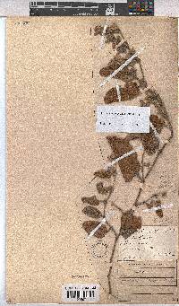 Hermannia geniculata image
