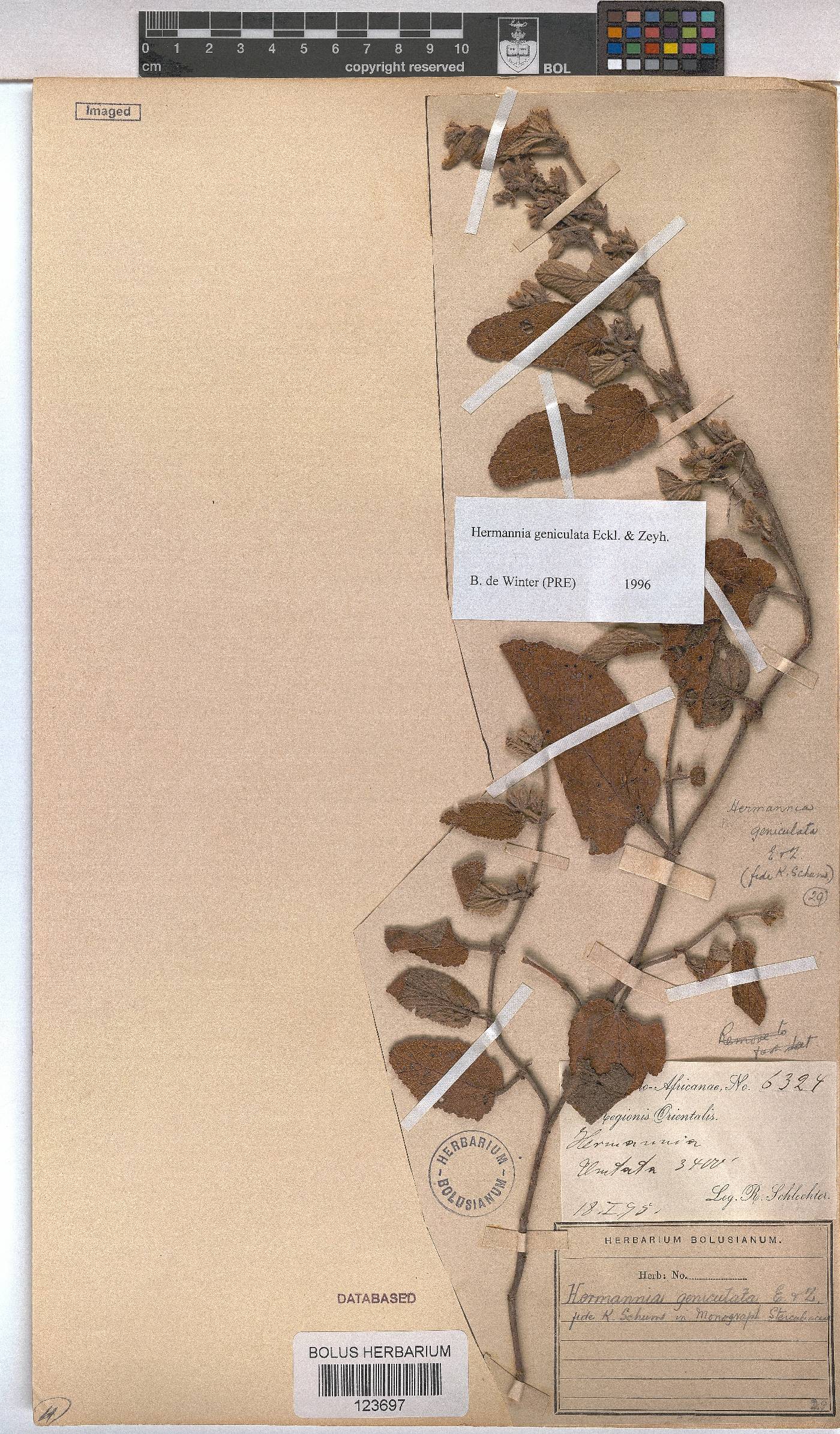 Hermannia geniculata image