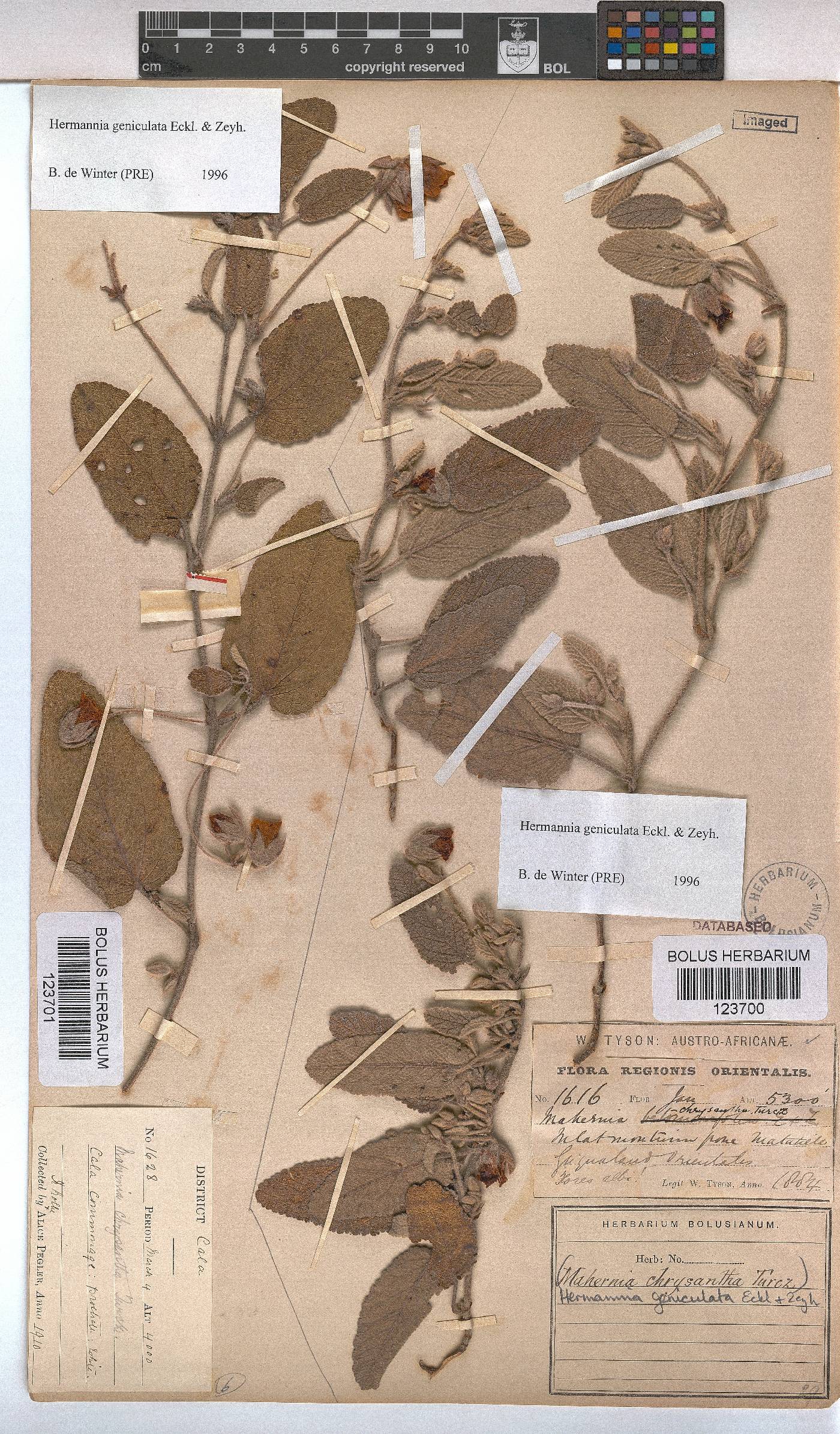 Hermannia geniculata image