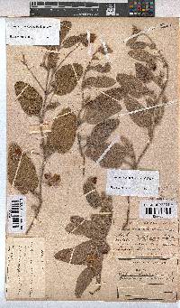 Hermannia geniculata image