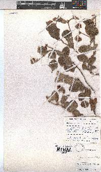 Hermannia geniculata image
